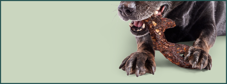Dog enjoying a treat