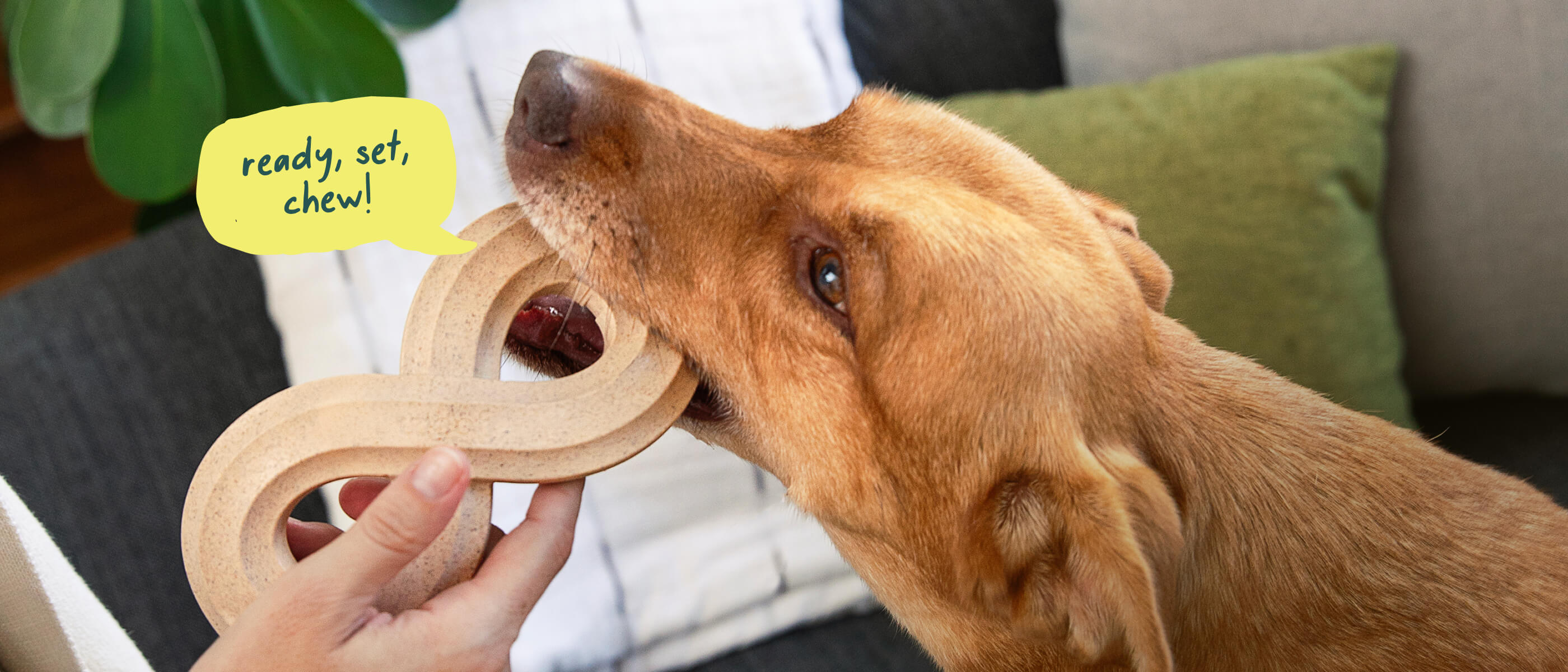 Happy Dog. HonestChew.