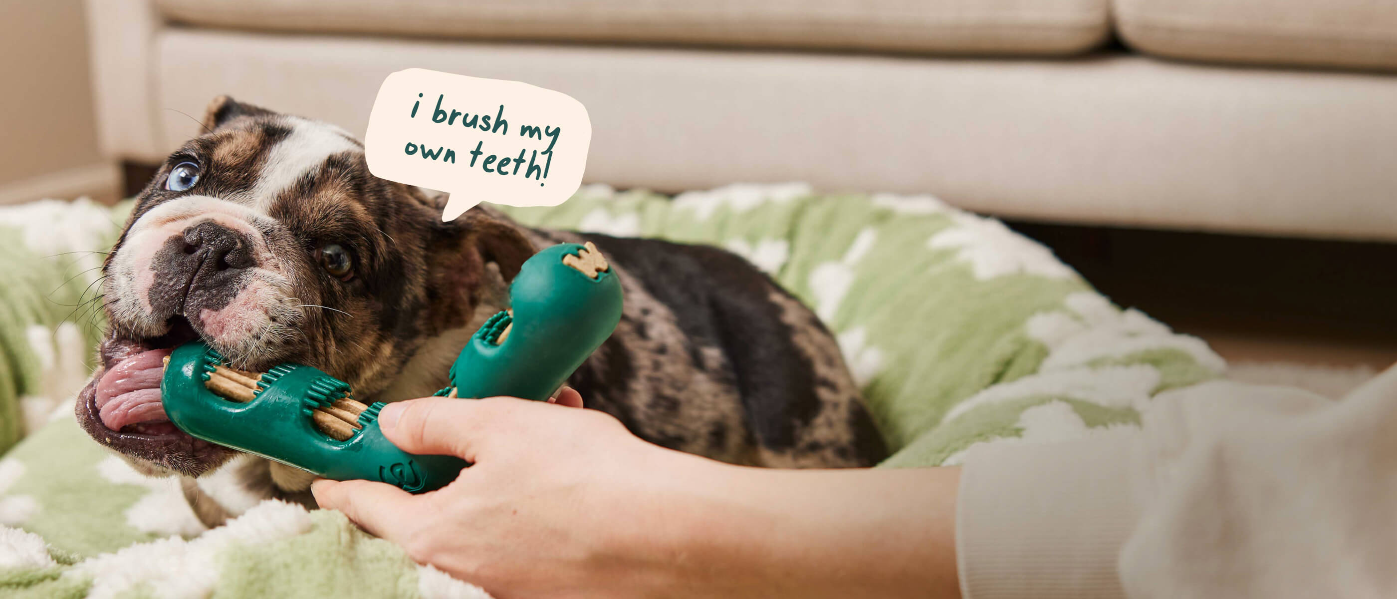 "He Hates Brushing. He Loves This."