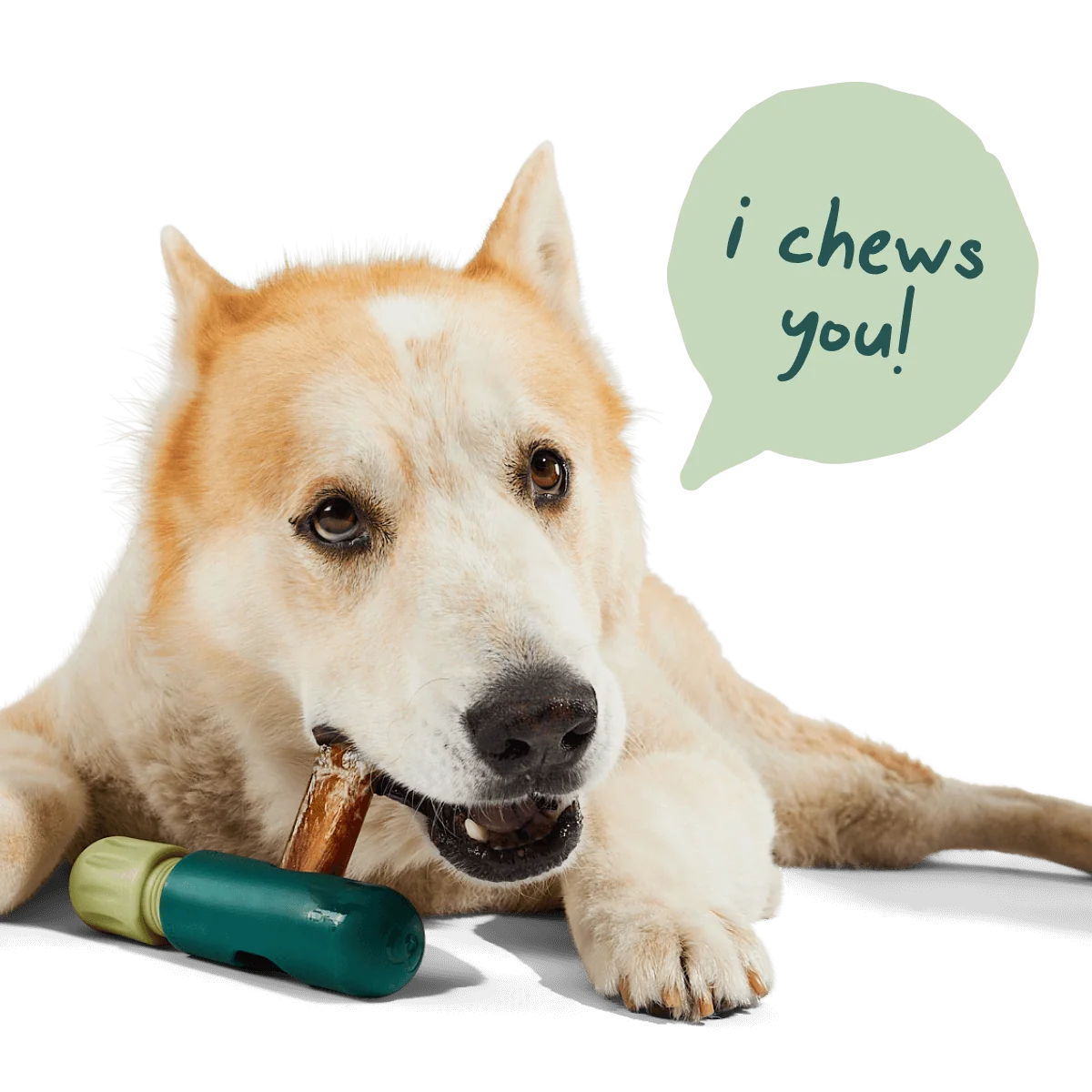 The BullySafe Better Pack：附 10 支 Bully Stick 的啃咬玩具固定座