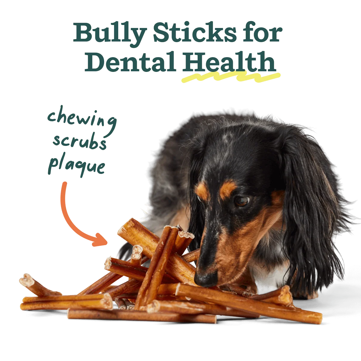 The BullySafe Better Pack：附 10 支 Bully Stick 的啃咬玩具固定座