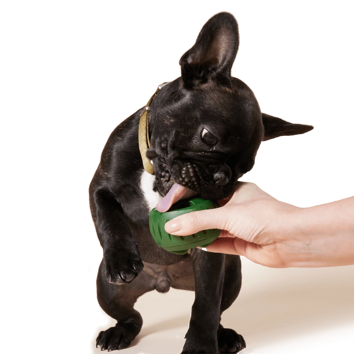 Pupsicle Treat Tray for Homemade Freezable Dog Treats